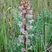 Orobanche améthyste