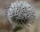 Echinops sphaerocephalus - la fleur