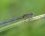 Ishnura elegans - femelle