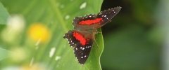Anartia amathea butterfly