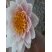 Nénuphar