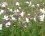Silène latifolia (compagnon blanc)