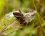 Autographa gamma