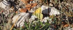 Colias crocea Le Souci sous réserve