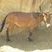 Mule : Equus asinus x Equus caballus
