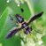 Mouche à plumes (Trichopoda plumipes)