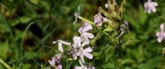 Saponaire officinale