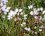 Ail rose sauvage (Allium roseum)