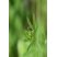 Athous haemmorrhoidalis