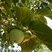 Kaki, fruit du plaqueminier