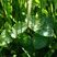 Menthe aquatique
