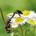 Pélopée maçonne (Sceliphron caementarium)