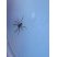 Dolomedes fimbriatus