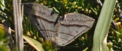 Ortholite acuminée Scotopteryx mucronata