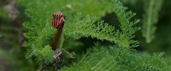 Graphosoma lineatum