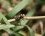 Phlegra fasciata - sous réserve