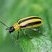 Chrysomèle rayée du concombre (Acalymma vittatum)