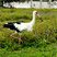 Cigogne maguari
