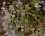 Cladonia fimbriata - sous réserve