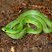 Serpent vert