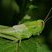 Criquet birayé (Melanoplus bivittatus)