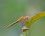 Sympetrum obstrusum (1)