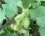 Lampourde d'Italie (xanthium italicum)