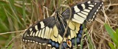 05 jun 19 prairie Cranic Machaon