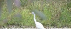 Grande Aigrette 20140830 1