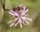 Silène fleur de coucou