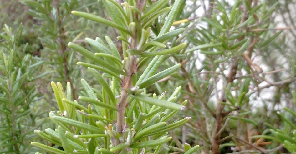 Chrisomèle du romarin, Chrysolina americana - Les Taxinomes