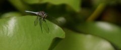 Orthetrum brunneum Orthétrum brun