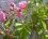 Rose "centifolia pomponia" ou "pompon de Meaux"