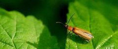 Pyrochroa coccinea