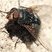 Mouche à viande (Calliphora vicina)