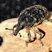 Charançon travailleur (Larinus turbinatus)
