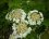 Hydrangea quercifolia "Sike's dwarf"