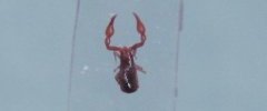 Pseudoscorpion