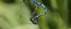 Coeur copulatoire d Agrions porte coupe Enallagma cyathigerum