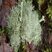 Lichen