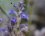 Fleur d'orobanche de Mutel - sous réserve