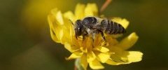 Halictus sp sous réserve