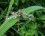 Aeshne paisible (Boyeria irene), fraîchement émergente