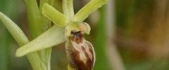 Ophrys sphegodes sous réserve 2