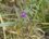 Vicia laxiflora - sous réserve
