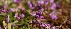 Polygala sp