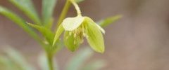 Hellebore sp