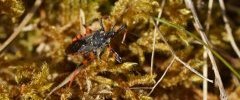 Rhinocoris annulatus La Réduve annelée