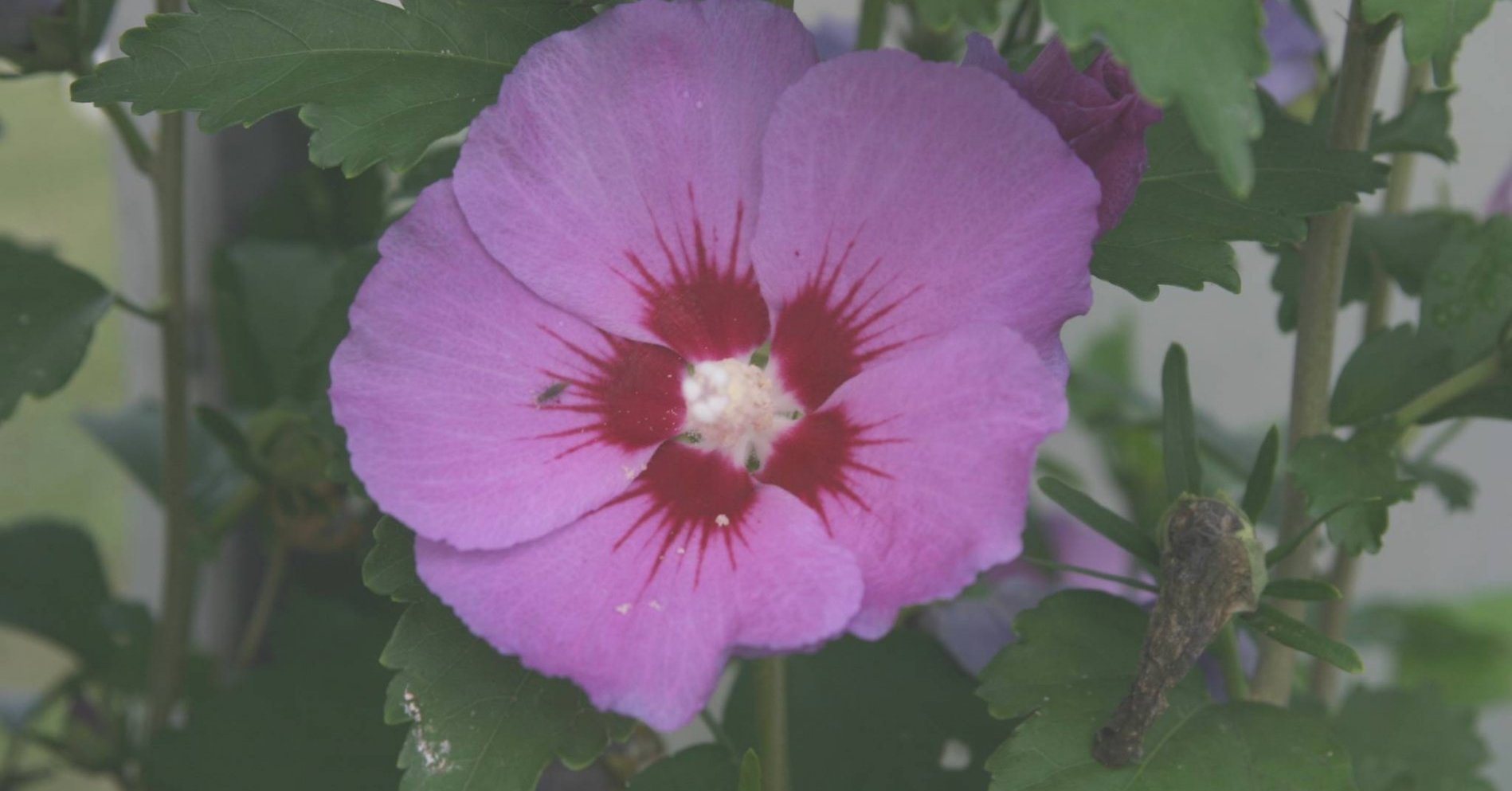 庭の低木 - ハイビスカス syriacus