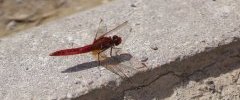 Crocothemis écarlate